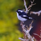 Little Pied Flycatcher